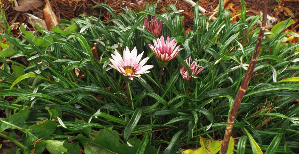 Da La Gomera (Canarie):   Gazania sp.  (Asteraceae)