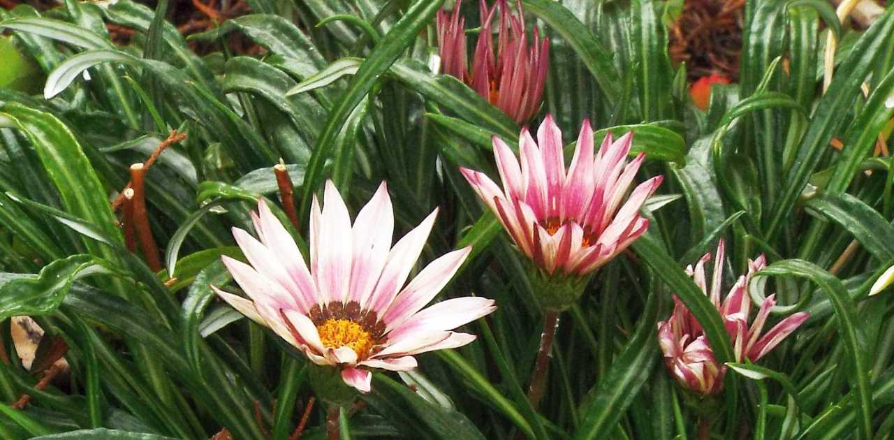 Da La Gomera (Canarie):   Gazania sp.  (Asteraceae)