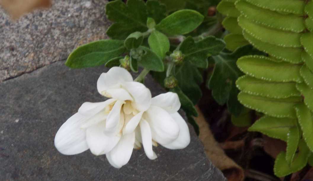 Da La Gomera (Canarie): Chrysanthemum sp.