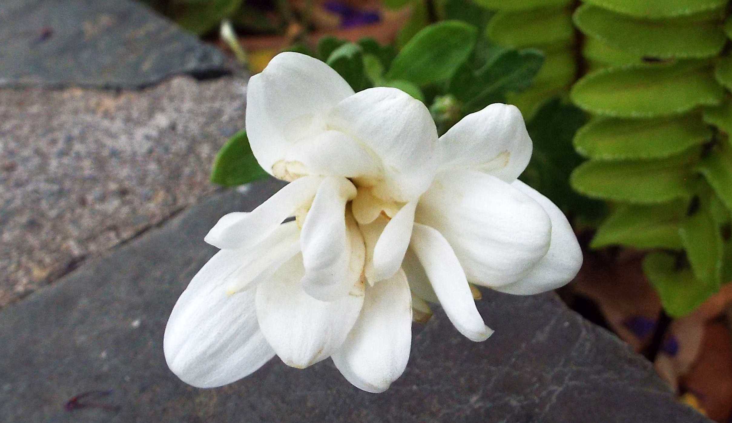 Da La Gomera (Canarie): Chrysanthemum sp.