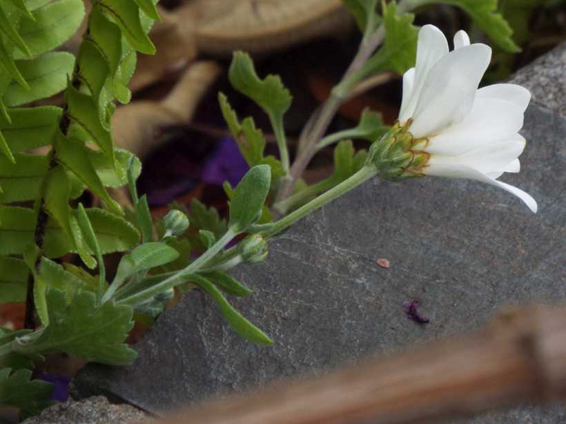 Da La Gomera (Canarie): Chrysanthemum sp.