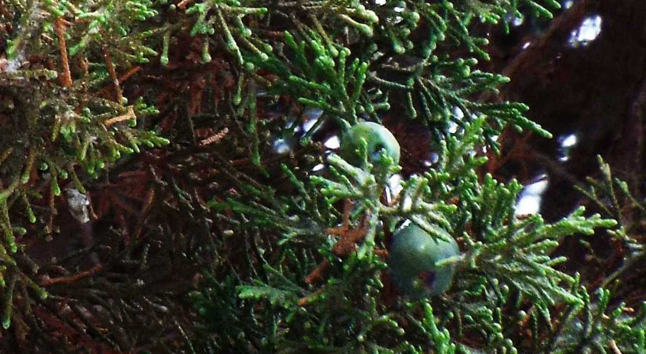 Da La Gomera (Canarie):  Cipresso (parassitato?) da id.
