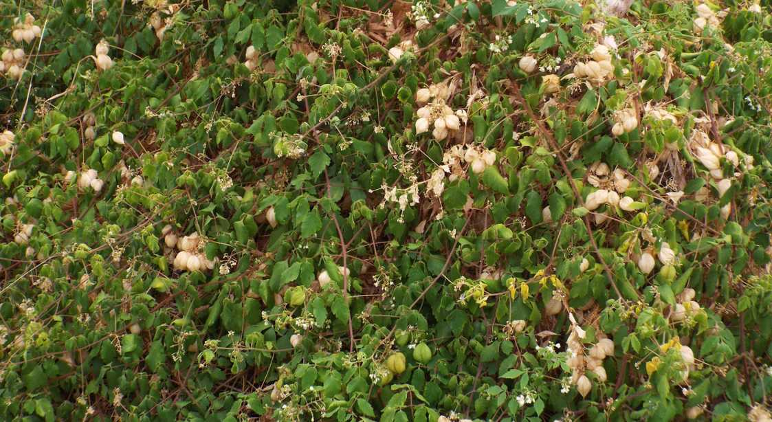 Da La Gomera (Canarie): Alchechengi ? No, Cardiospermum grandiflorum  (Sapindaceae)