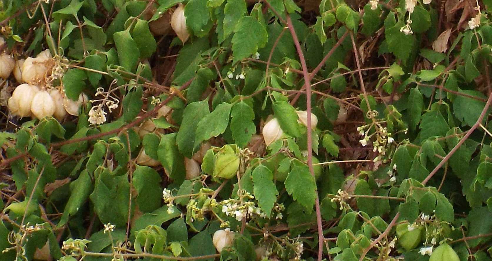 Da La Gomera (Canarie): Alchechengi ? No, Cardiospermum grandiflorum  (Sapindaceae)