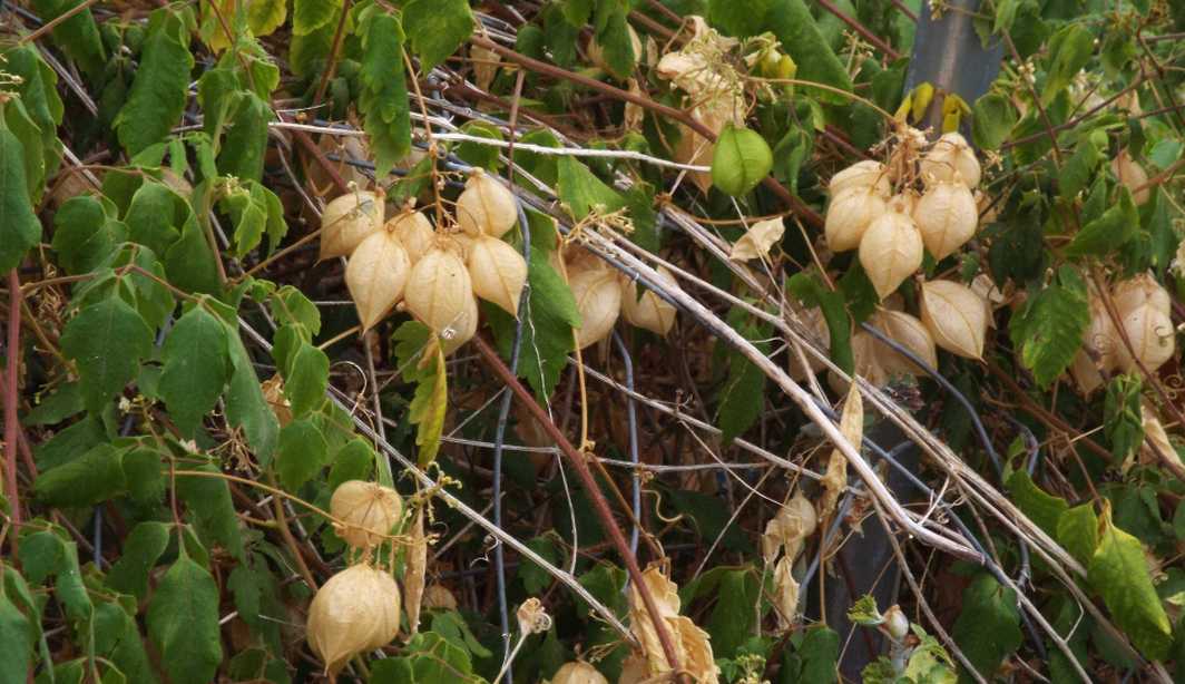 Da La Gomera (Canarie): Alchechengi ? No, Cardiospermum grandiflorum  (Sapindaceae)