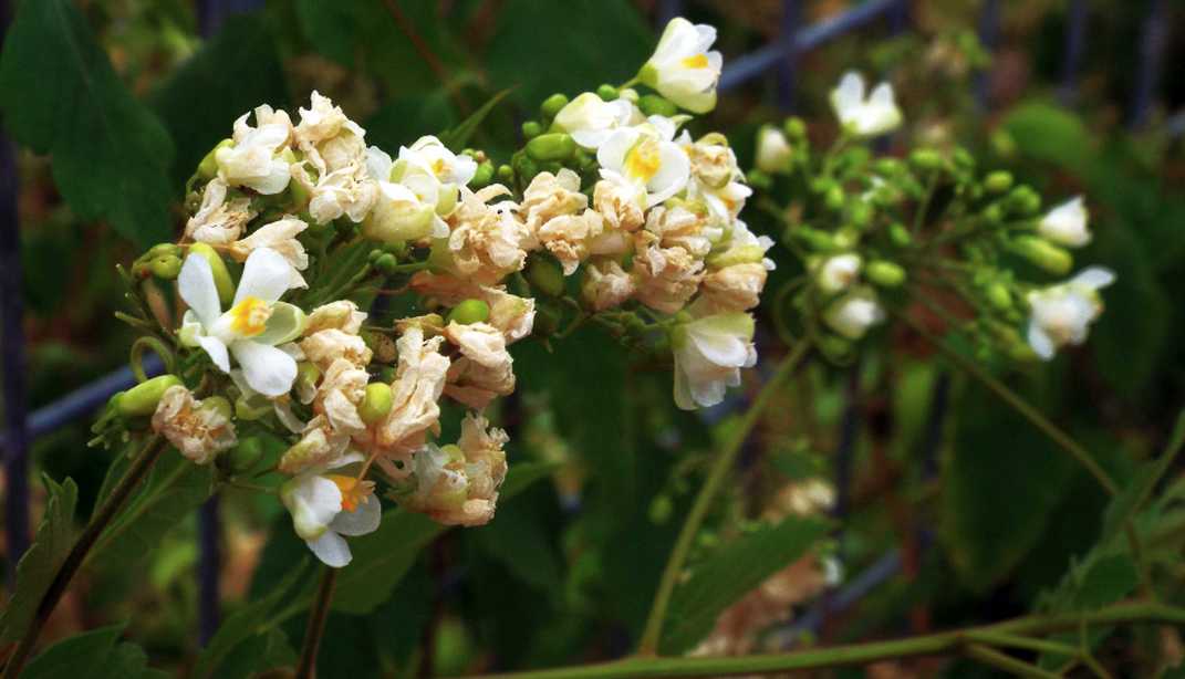 Da La Gomera (Canarie): Alchechengi ? No, Cardiospermum grandiflorum  (Sapindaceae)