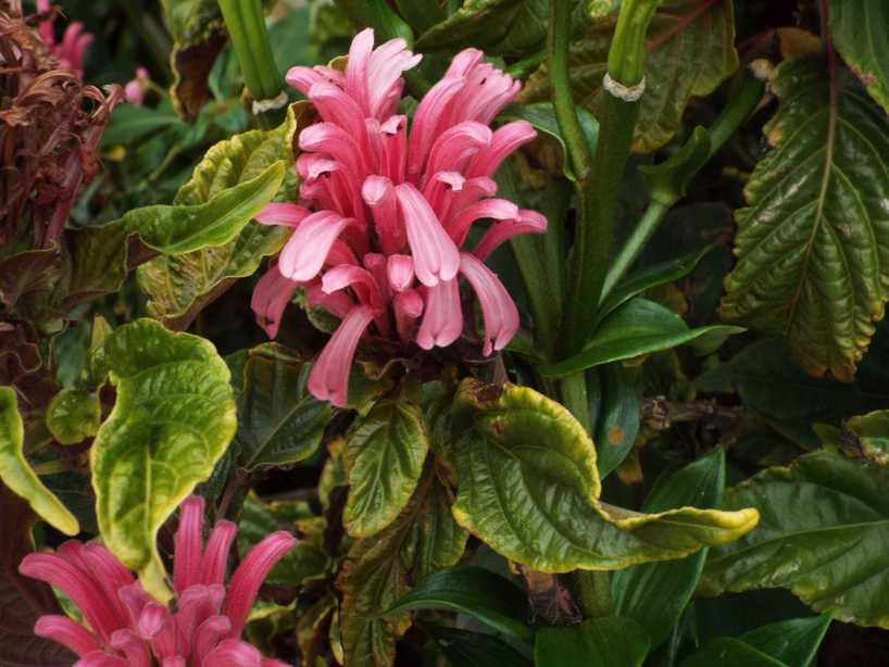 Da Tenerife (Canarie):  Justicia carnea (Acanthaceae)