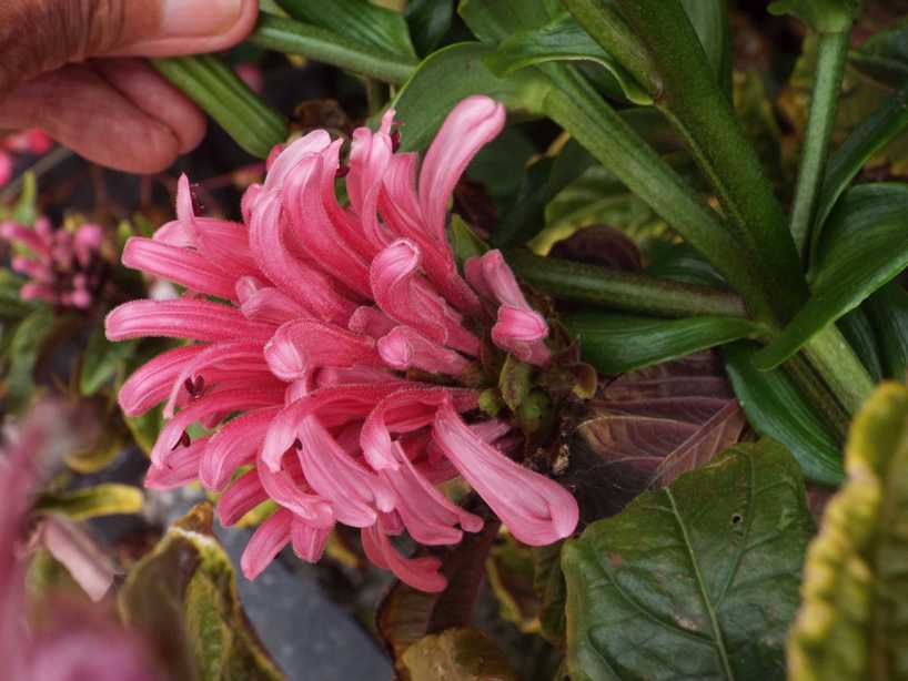 Da Tenerife (Canarie):  Justicia carnea (Acanthaceae)