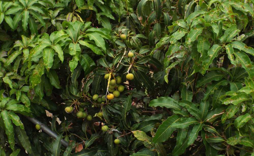 Da La Gomera (Canarie): Mango / cv di Mangifera indica (Anacardiceae)