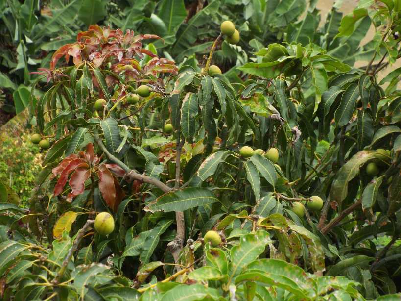 Da La Gomera (Canarie): Mango / cv di Mangifera indica (Anacardiceae)