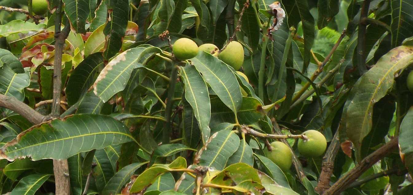 Da La Gomera (Canarie): Mango / cv di Mangifera indica (Anacardiceae)