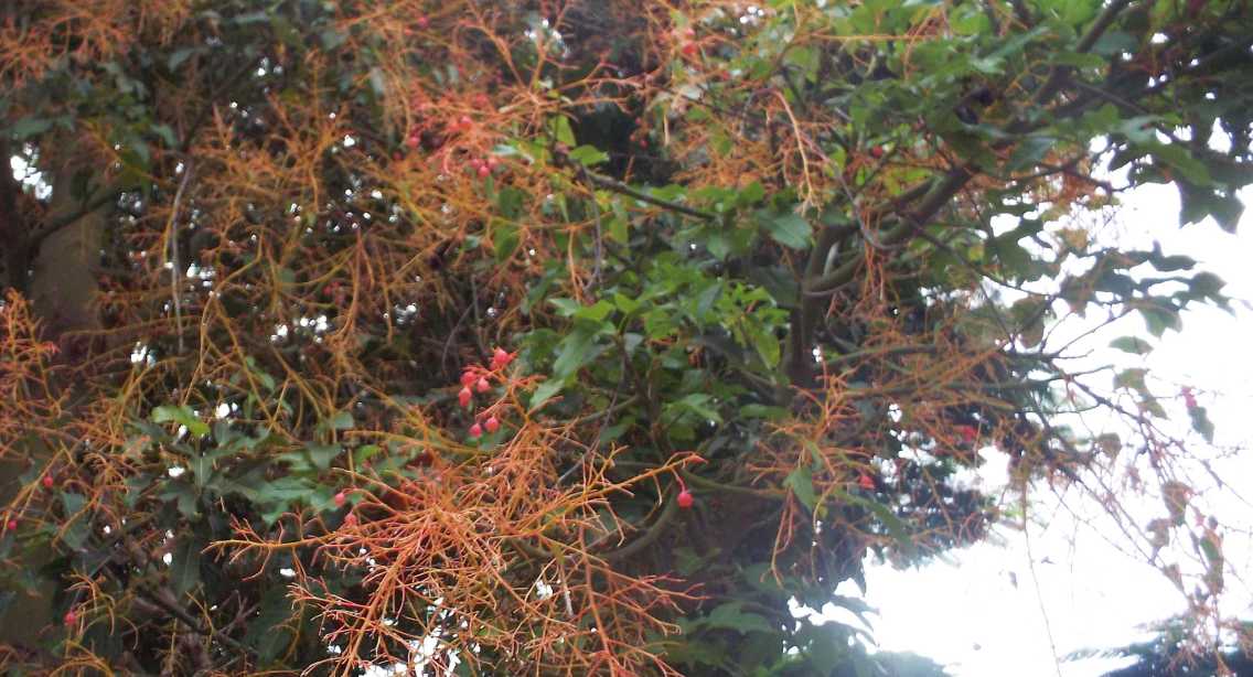 Da La Gomera (Canarie):  Ibrido cv : Brachychiton acerifolius x populneus (Malvaceae)