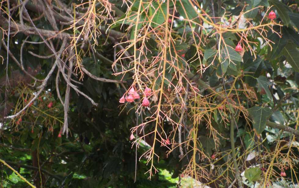 Da La Gomera (Canarie):  Ibrido cv : Brachychiton acerifolius x populneus (Malvaceae)