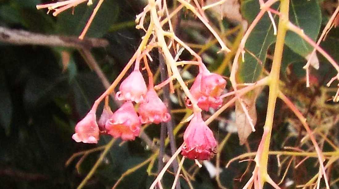 Da La Gomera (Canarie):  Ibrido cv : Brachychiton acerifolius x populneus (Malvaceae)