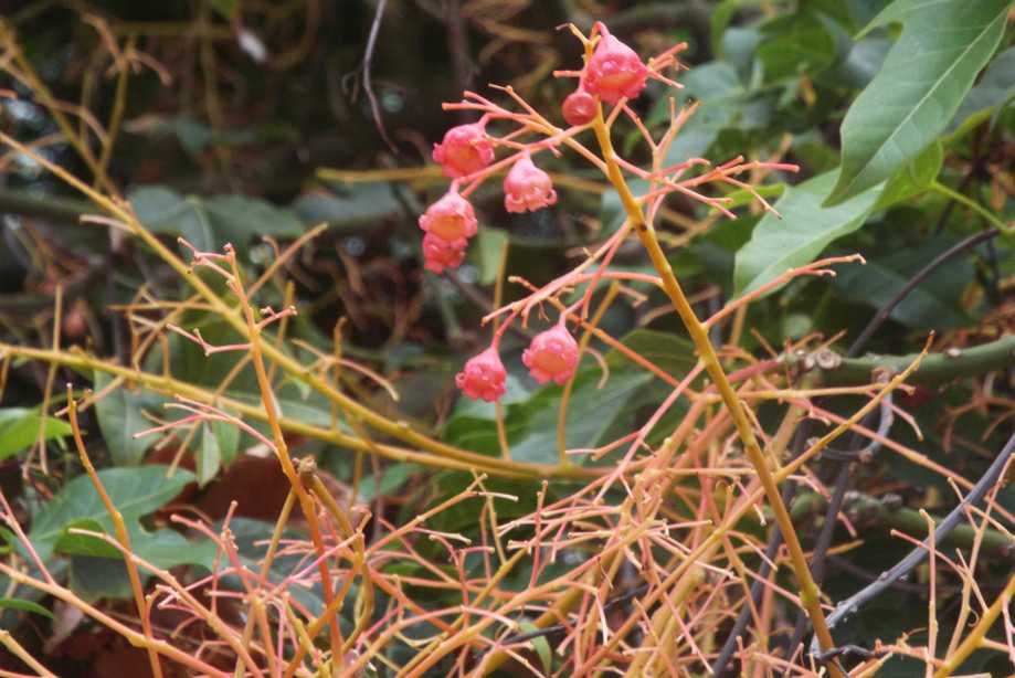 Da La Gomera (Canarie):  Ibrido cv : Brachychiton acerifolius x populneus (Malvaceae)