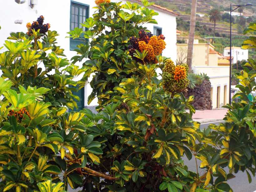 Da La Gomera (Canarie): cv. di Schefflera arboricola (Araliaceae)