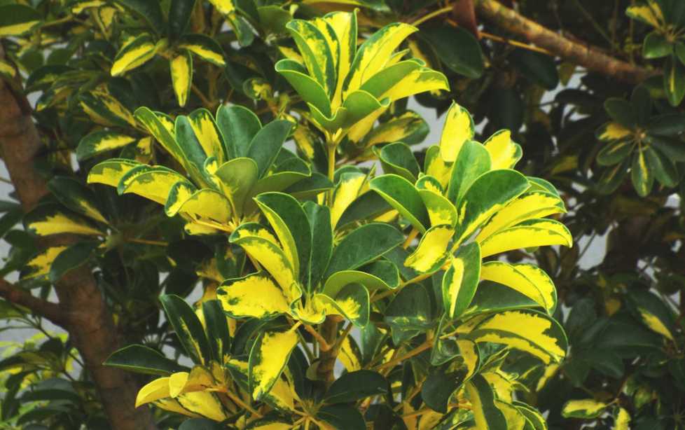 Da La Gomera (Canarie): cv. di Schefflera arboricola (Araliaceae)