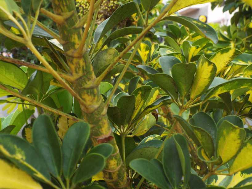 Da La Gomera (Canarie): cv. di Schefflera arboricola (Araliaceae)