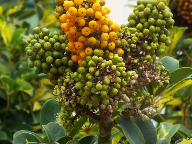 Da La Gomera (Canarie): cv. di Schefflera arboricola (Araliaceae)