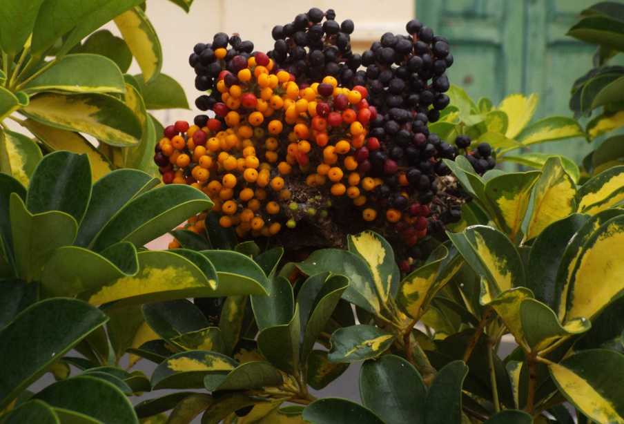 Da La Gomera (Canarie): cv. di Schefflera arboricola (Araliaceae)