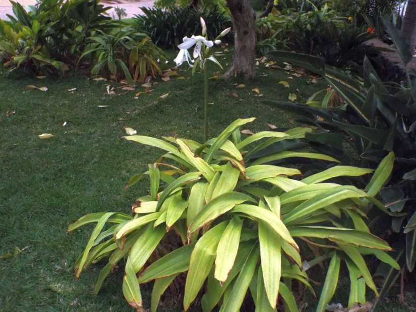 Da La Gomera (Canarie):  Crinum moorei  (Amaryllidaceae)