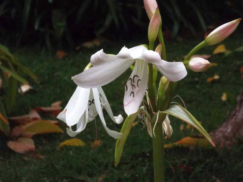 Da La Gomera (Canarie):  Crinum moorei  (Amaryllidaceae)