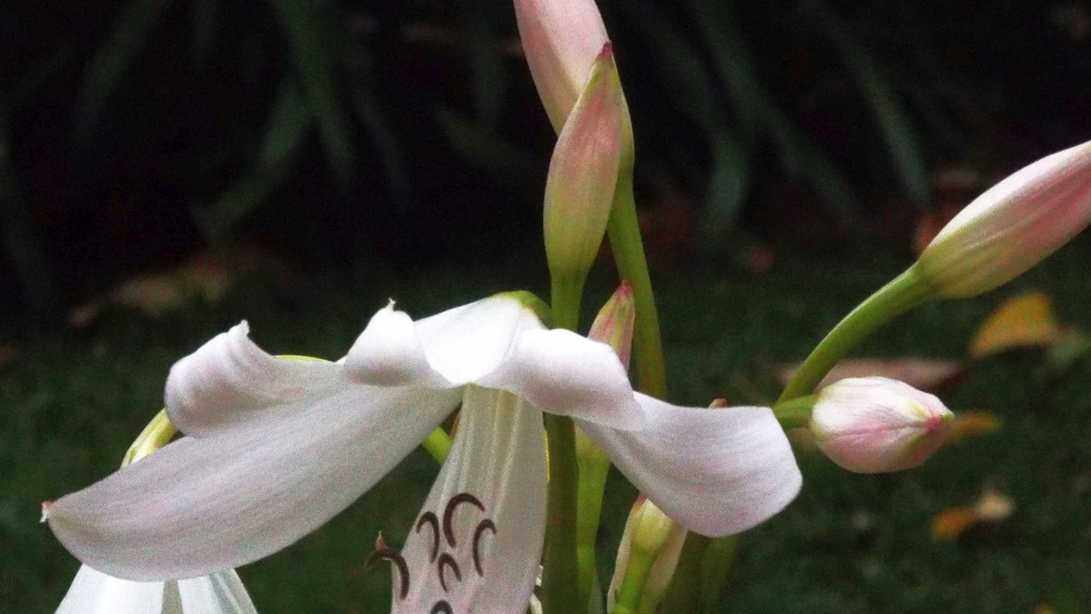 Da La Gomera (Canarie):  Crinum moorei  (Amaryllidaceae)