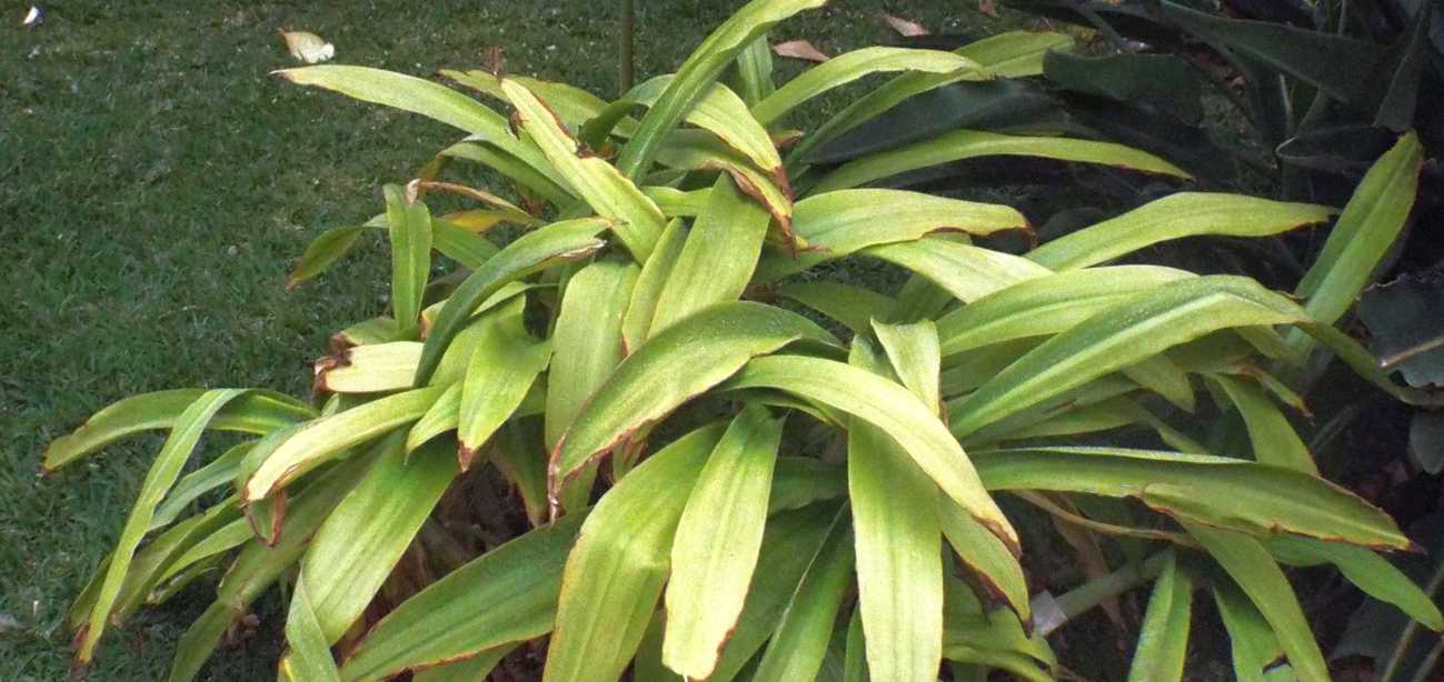 Da La Gomera (Canarie):  Crinum moorei  (Amaryllidaceae)