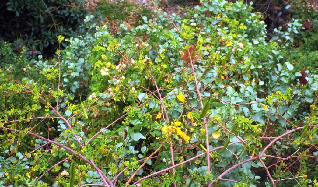 Da La Gomera (Canarie): Fabaceae: Senna bicapsularis