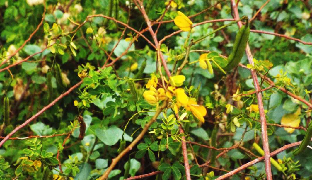 Da La Gomera (Canarie): Fabaceae: Senna bicapsularis