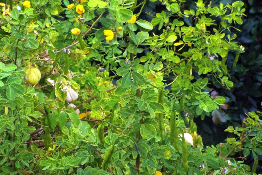 Da La Gomera (Canarie): Fabaceae: Senna bicapsularis