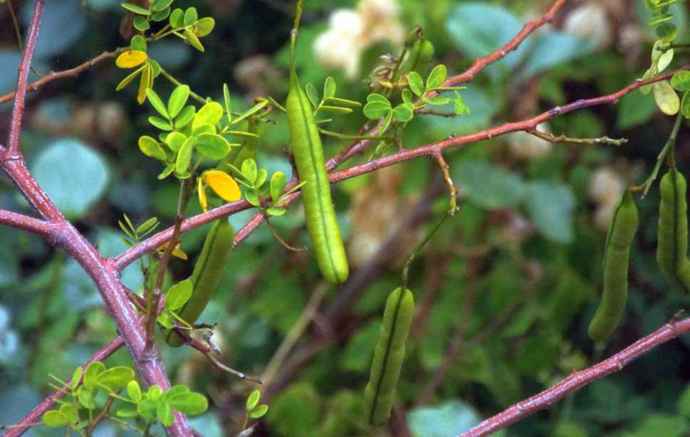 Da La Gomera (Canarie): Fabaceae: Senna bicapsularis