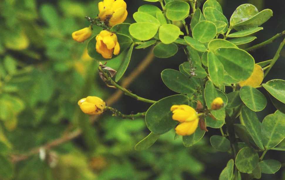 Da La Gomera (Canarie): Fabaceae: Senna bicapsularis