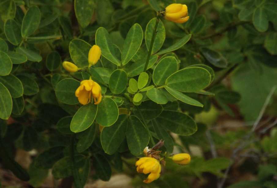 Da La Gomera (Canarie): Fabaceae: Senna bicapsularis