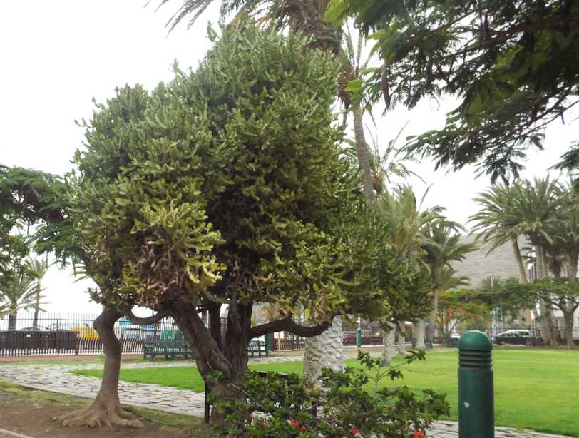 Da La Gomera (Canarie): Euphorbia sp.
