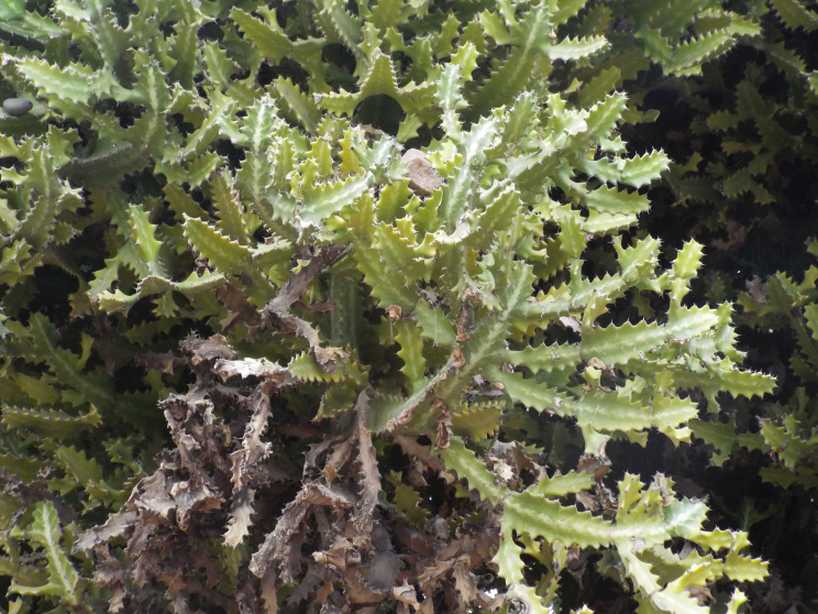 Da La Gomera (Canarie): Euphorbia sp.