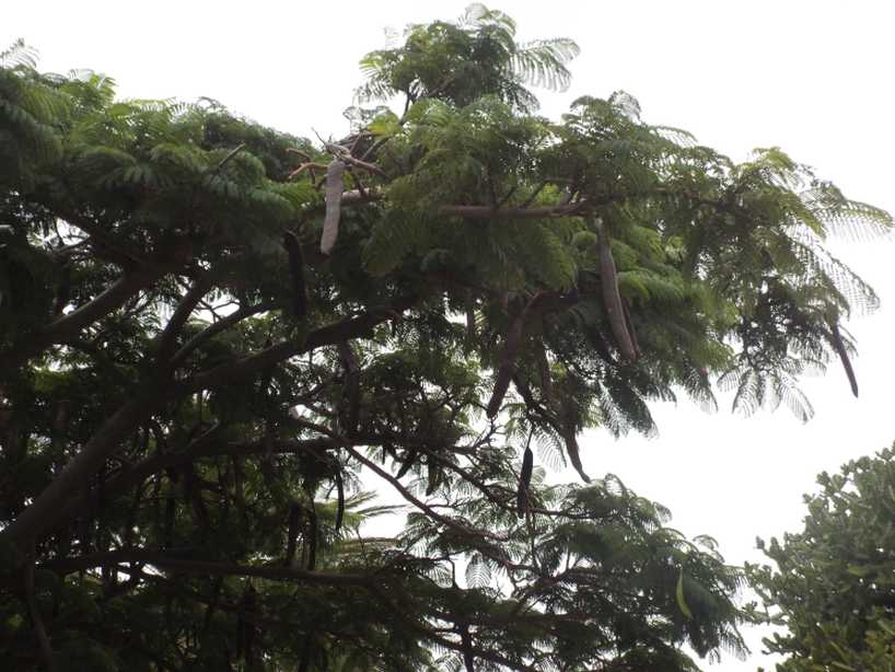 Albero da Tenerife (Canarie): Delonix regia (Fabaceae)