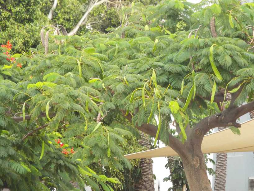Albero da Tenerife (Canarie): Delonix regia (Fabaceae)