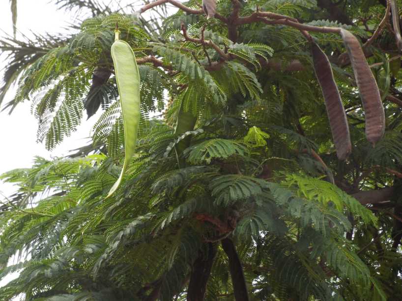 Albero da Tenerife (Canarie): Delonix regia (Fabaceae)