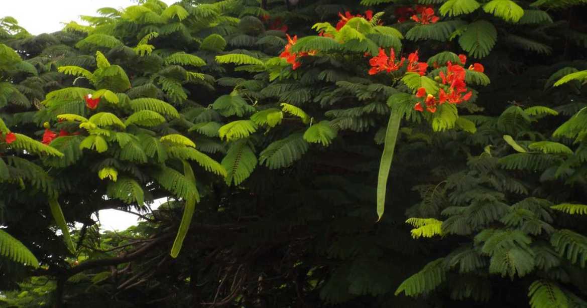 Albero da Tenerife (Canarie): Delonix regia (Fabaceae)