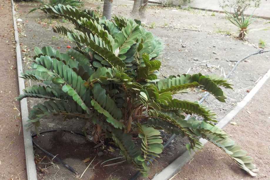 Da La Gomera (Canarie):  Zamia furfuracea (Zamiaceae)