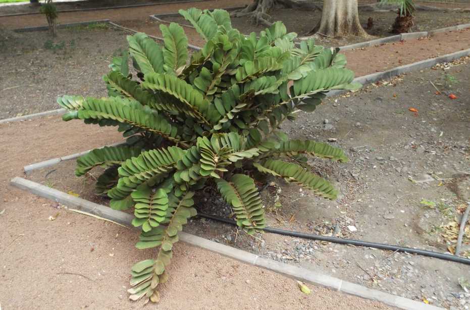 Da La Gomera (Canarie):  Zamia furfuracea (Zamiaceae)