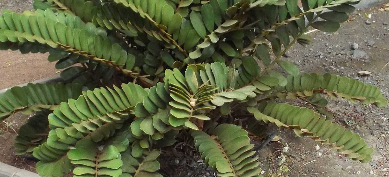 Da La Gomera (Canarie):  Zamia furfuracea (Zamiaceae)