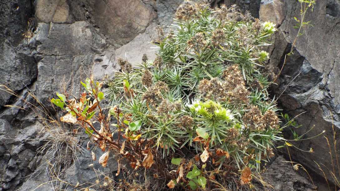 Da La Gomera (Canarie): Echium aculeatum (Boraginaceae)