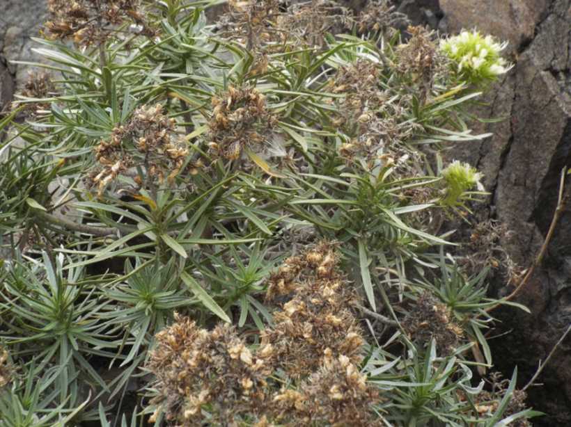 Da La Gomera (Canarie): Echium aculeatum (Boraginaceae)