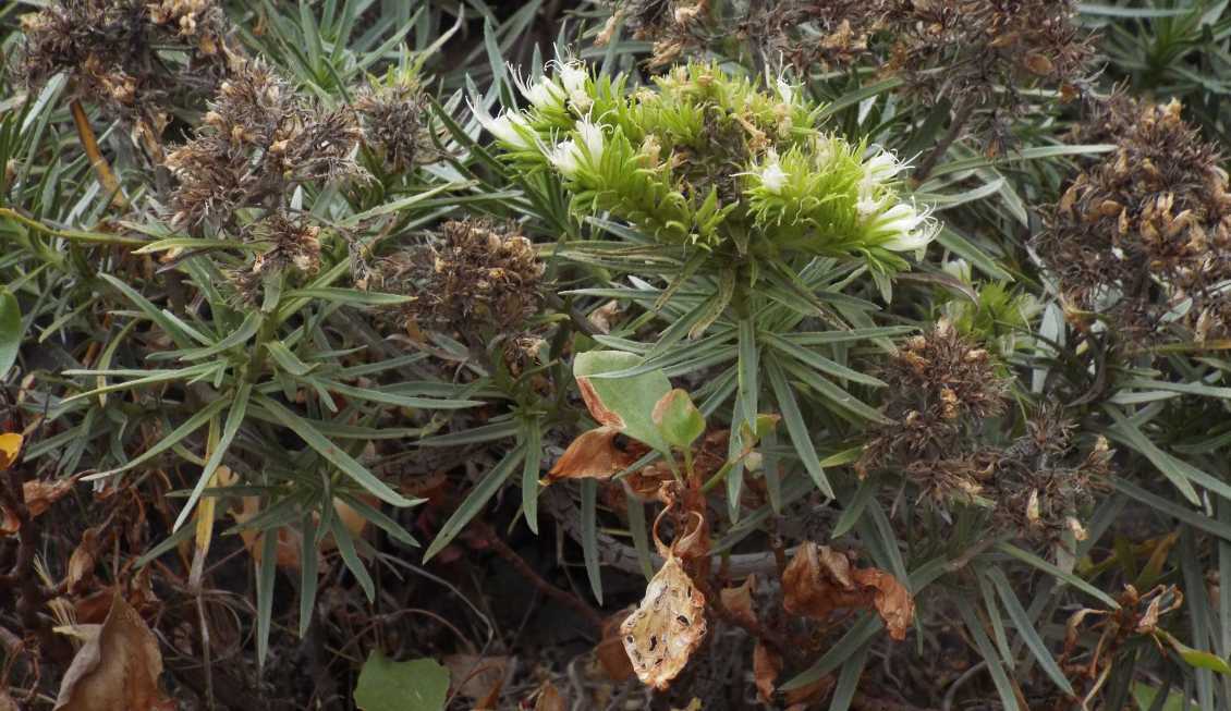 Da La Gomera (Canarie): Echium aculeatum (Boraginaceae)
