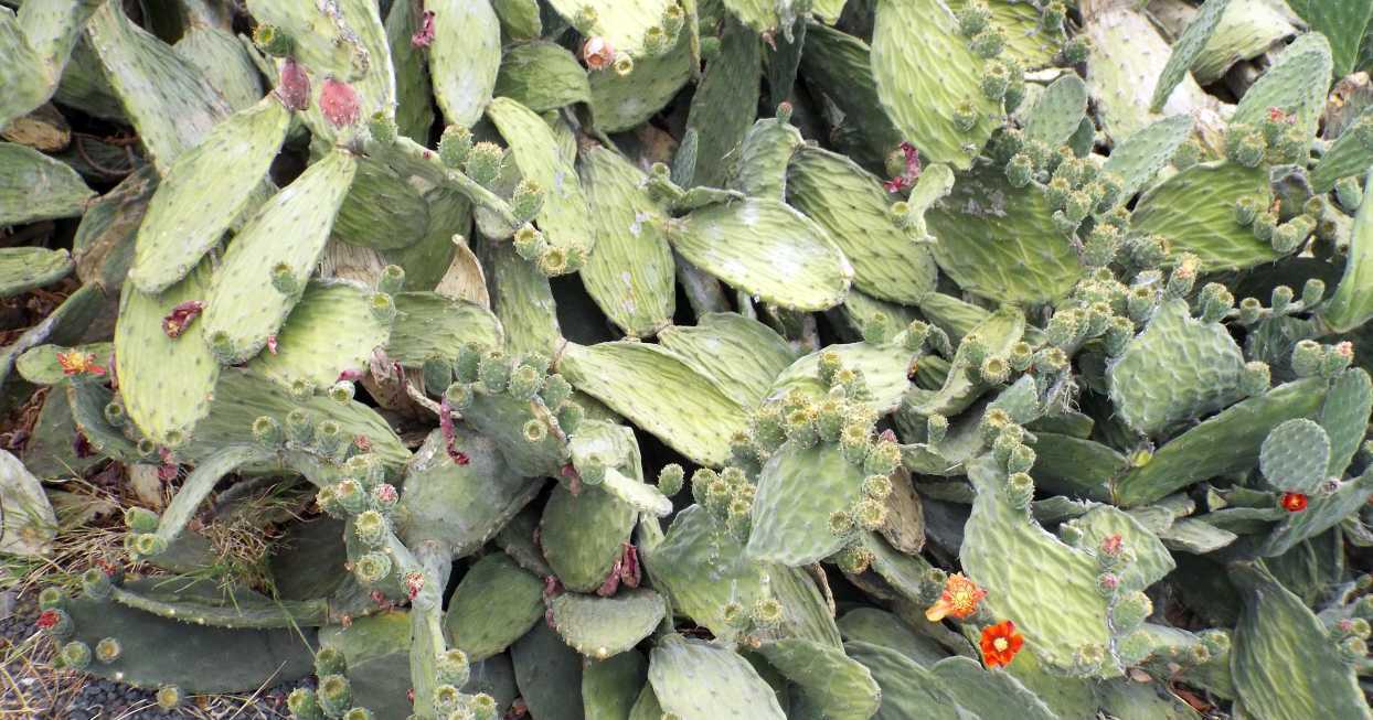 Da La Gomera (Canarie): Opuntia tomentosa