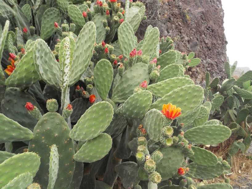 Da La Gomera (Canarie): Opuntia tomentosa