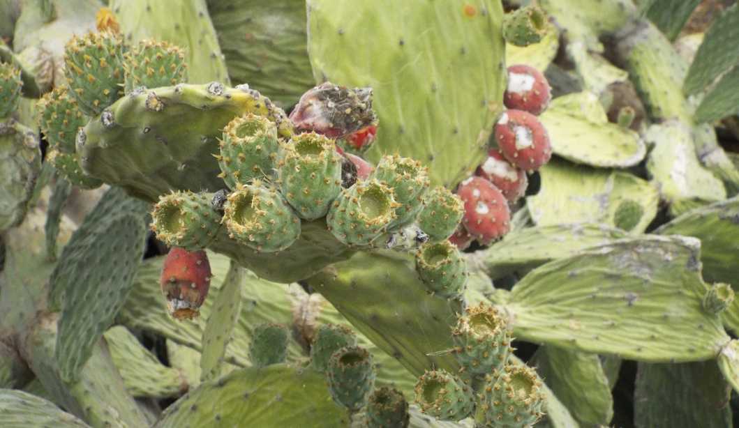 Da La Gomera (Canarie): Opuntia tomentosa