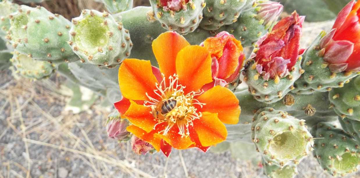 Da La Gomera (Canarie): Opuntia tomentosa